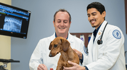 Ӱ University students examining a dog.